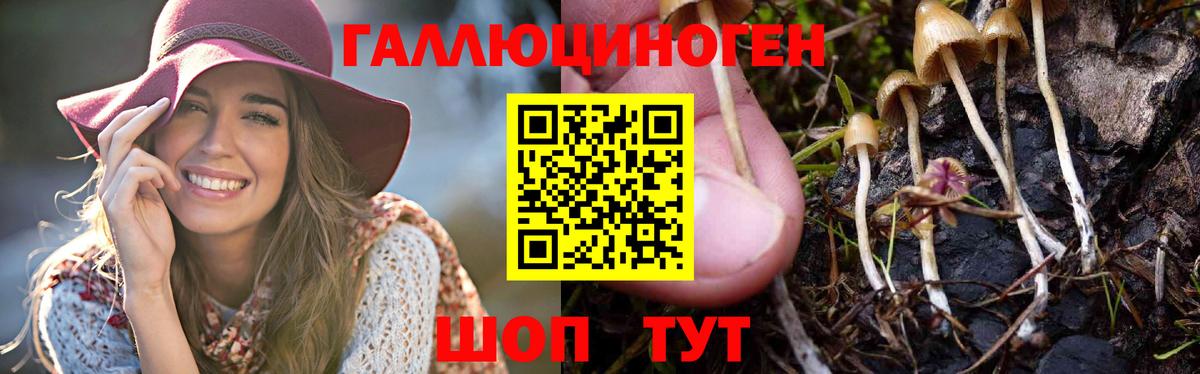 Псилоцибиновые грибы Psilocybe Сыктывкар